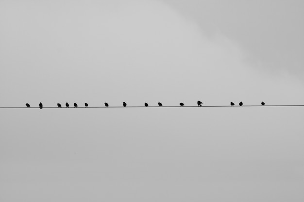 Pájaros sentados en un alambre con un fondo gris