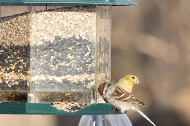 Pájaros sentados cerca de un comedero para pájaros