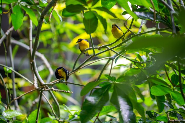 Pájaros sentados en la rama