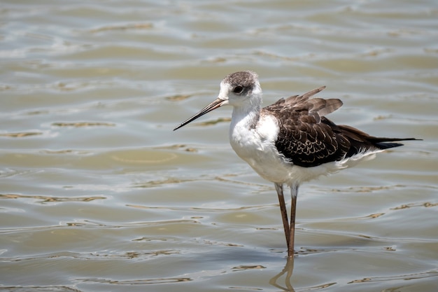 Pájaros zancudos de alas negras (himantopus himantopus) en el agua en tailandia - naturaleza ave de tailandia