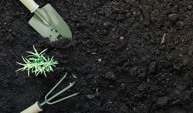 Pala de jardinería y rastrillo de jardinería sobre tierra negra con planta