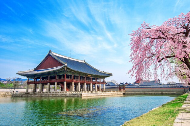 Palacio Gyeongbokgung con flor de cerezo en primavera, Corea del Sur.