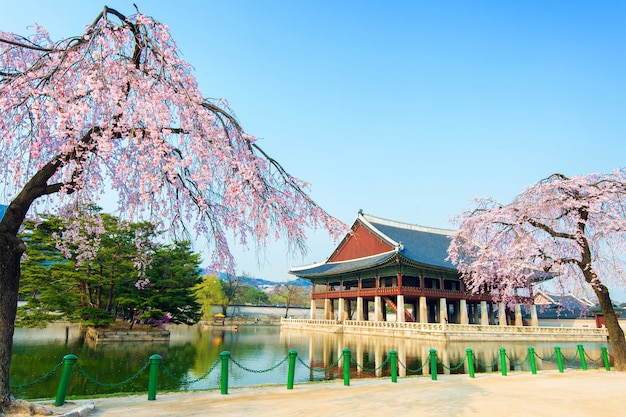 Palacio Gyeongbokgung con flor de cerezo en primavera, Corea.