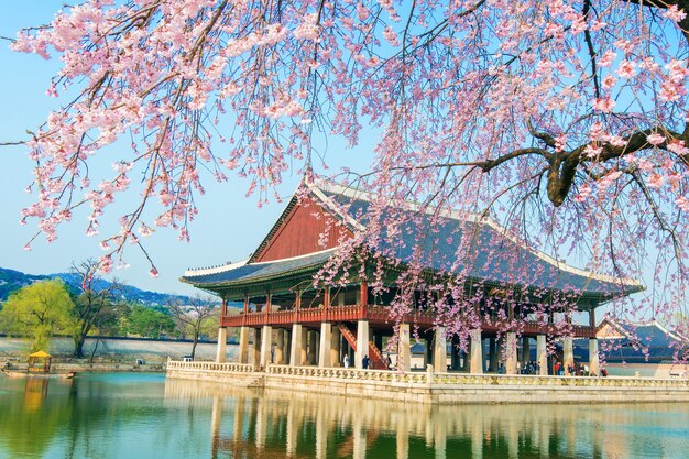 Palacio Gyeongbokgung con flor de cerezo en primavera, Corea.