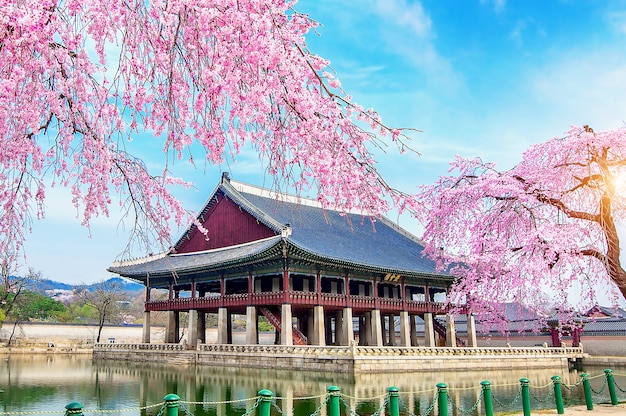 Palacio Gyeongbokgung con flor de cerezo en primavera, Seúl en Corea.