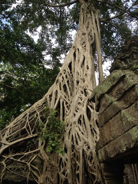 Palacios Anckor, Siem Reap, Camboda. Hermoso paraiso