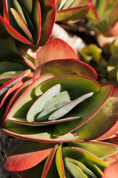 Paleta de color rosa y verde planta kalanchoe luciae suculentas