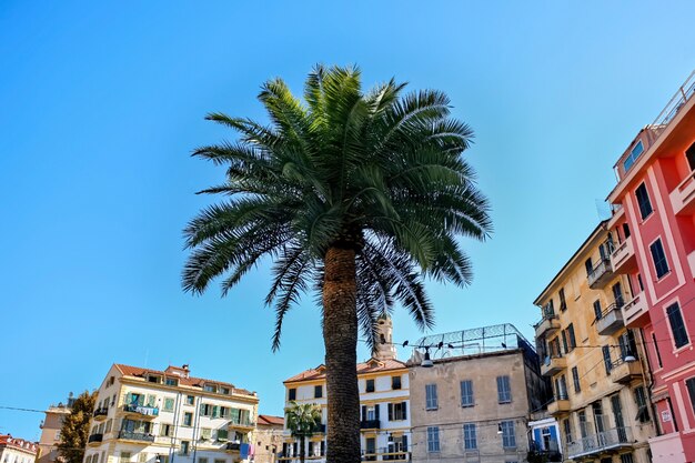 Palma con edificios en Sanremo, Italia