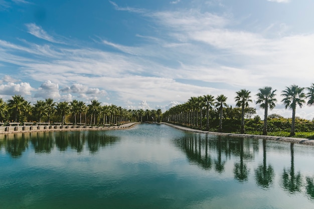 Palmas de un hermoso jardín reflejado en el lago durante el día