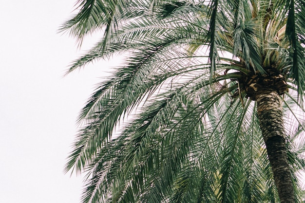 Palmera con el cielo azul