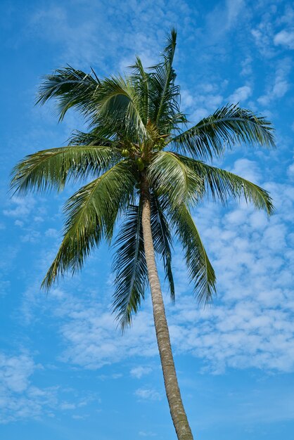 Palmera con el cielo de fondo