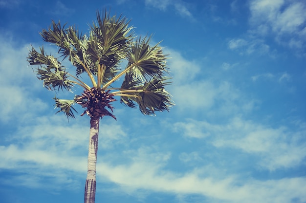 Palmera con el cielo de fondo