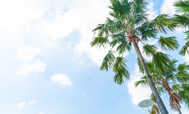 Palmera en el cielo