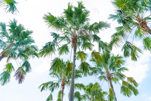 Palmera en el cielo