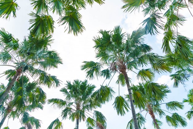 palmera en el cielo