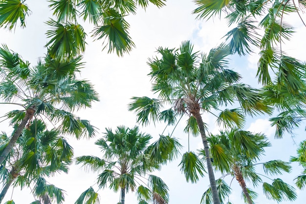 palmera en el cielo