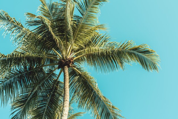 Palmera en el cielo