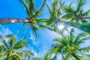 Foto gratuita palmera de coco en el cielo azul