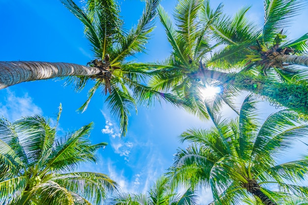 Palmera de coco en el cielo azul