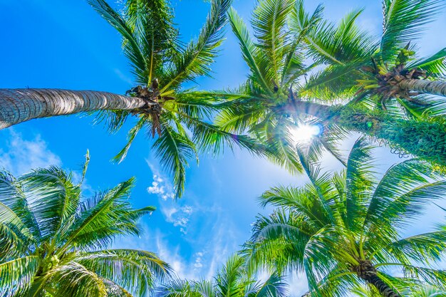 Palmera de coco en el cielo azul