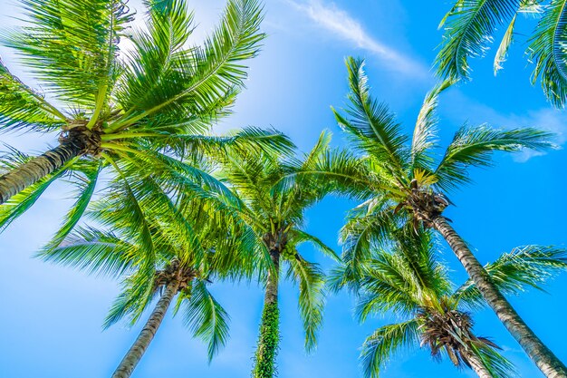 Palmera de coco en el cielo azul