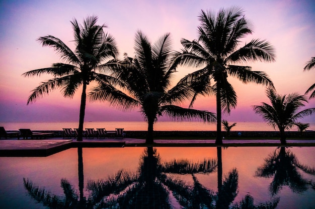 Palmera de coco silueta alrededor de piscina al aire libre