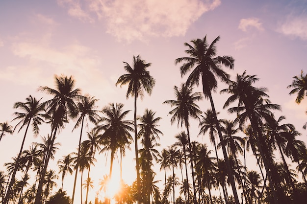 Palmera de coco