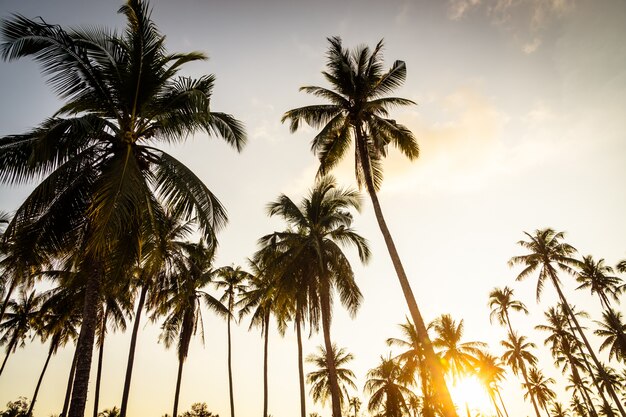 Palmera de coco