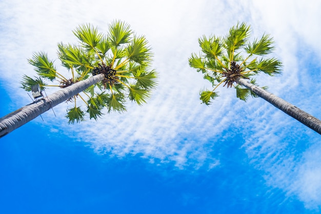 Foto gratuita palmera de coco