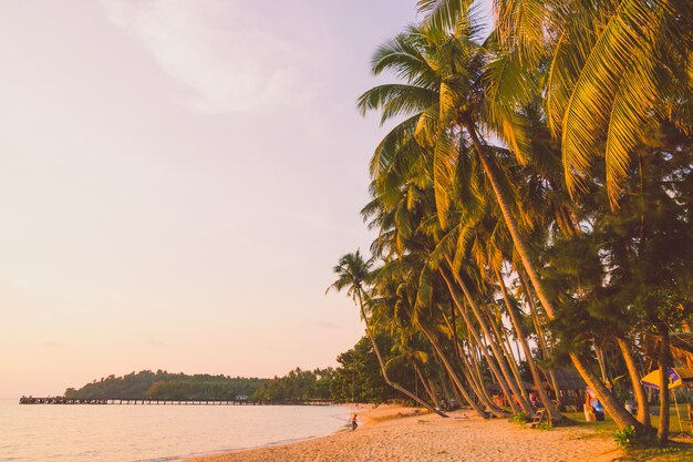 Palmera de coco