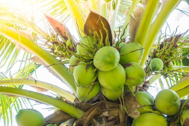 Palmera con cocos