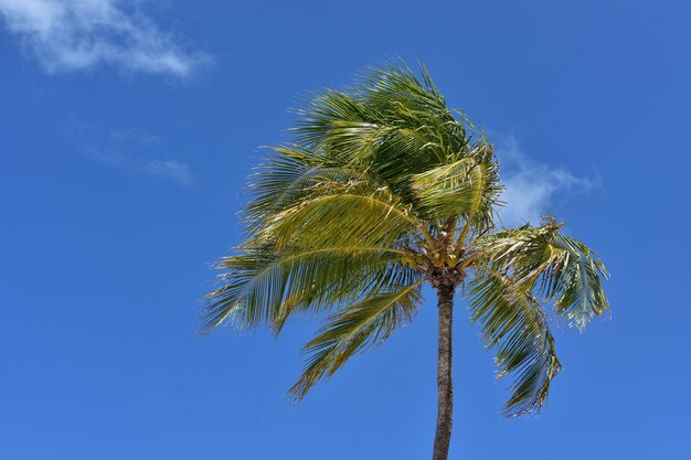 Palmera contra el cielo azul con cocos bajo las palmeras