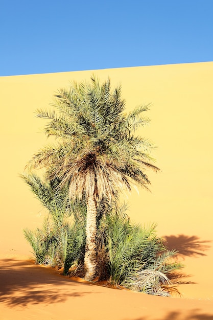 Una palmera en el desierto con dunas de arena y cielo azul.