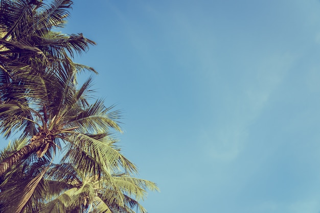 Palmera hermosa del coco del ángulo bajo con el fondo del cielo azul