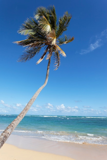 Palmera larga en playa caribeña en verano