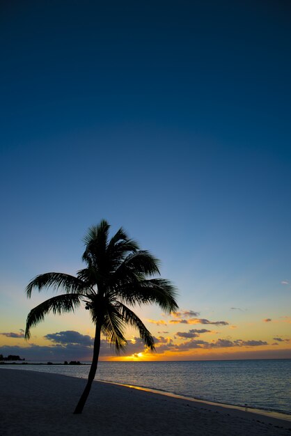 Palmera en la orilla cerca de la playa con un hermoso cielo