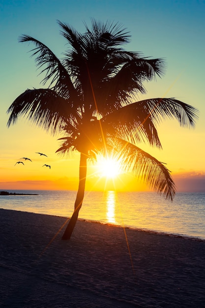 Palmera en una playa al atardecer