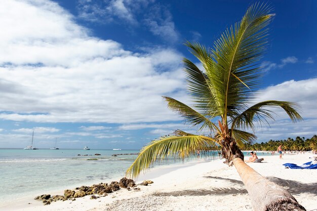 Palmera en playa caribeña con nubes