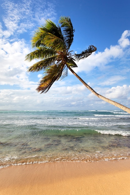 Palmera en una playa caribeña en verano