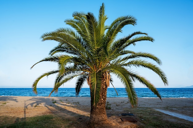 Una palmera con playa y mar Egeo, Grecia