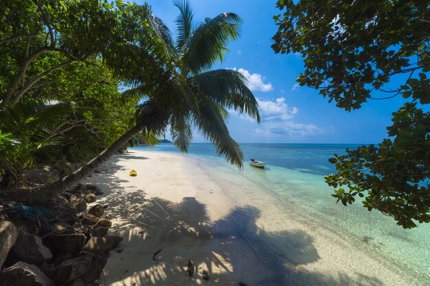 Palmera en una playa rodeada de vegetación y el mar bajo la luz del sol en Praslin en Seychelles