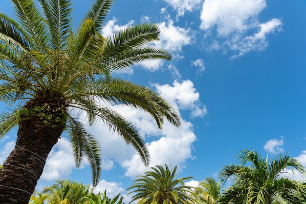 Palmera en una playa tropical