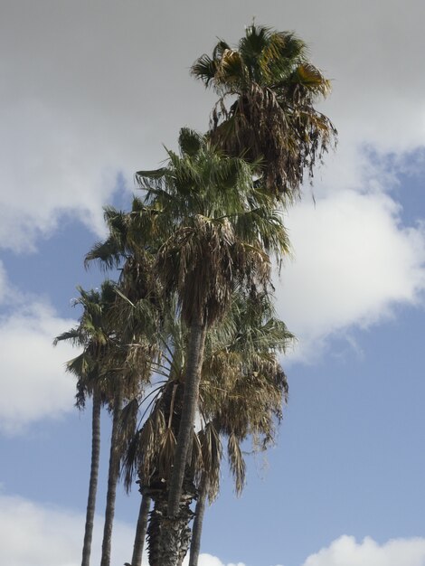 Palmera sobre el cielo