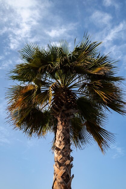 Palmera verde sobre fondo de cielo azul