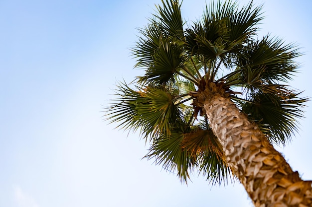 Palmera verde sobre fondo de cielo azul