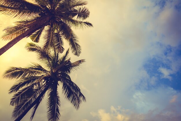 Palmeras al atardecer con nubes de fondo