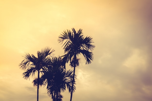 Palmeras al atardecer con nubes de fondo