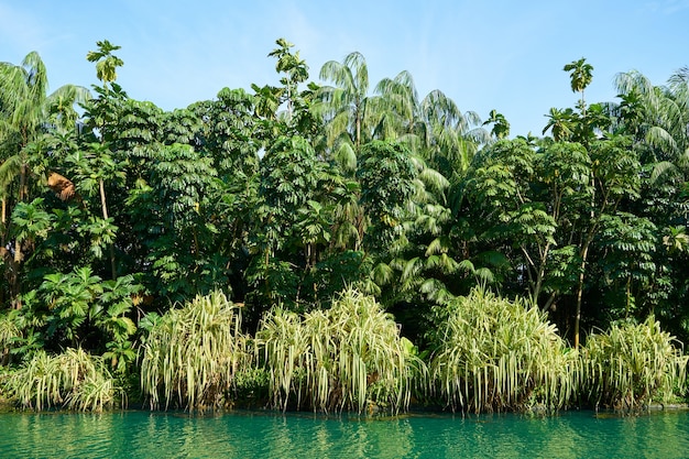 Palmeras y arbustos sobre un lago