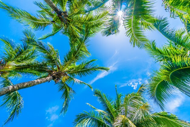 Palmeras con el cielo de fondo