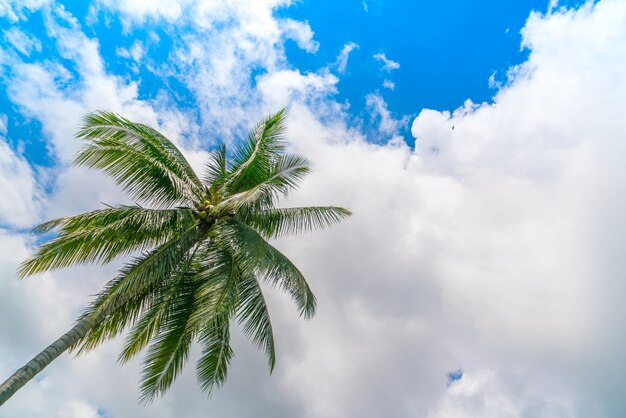 palmeras de coco. (Imagen filtrada procesada efecto de la vendimia.